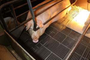 Farrowing crates at Corowa Piggery NSW - Australian pig farming - Captured at Corowa Piggery & Abattoir, Redlands NSW Australia.