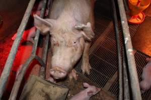 Farrowing crates at Springview Piggery NSW - Australian pig farming - Captured at Springview Piggery, Gooloogong NSW Australia.