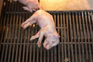 Dead piglet in farrowing crate - Australian pig farming - Captured at Corowa Piggery & Abattoir, Redlands NSW Australia.