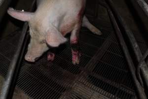 Injured sow in crate - In late October 2013, a sow was discovered in a terrible condition, unable to move, with large bloody wounds on both of her front legs. She could not reach food or water. Activists were able to find a dish and fill it with water to give to her, and after some initial hesitance, she began frantically drinking litre after litre.

Many other sows were found with large untreated injuries, most of them in the sow stalls.

Activists called police the following morning, but nobody was sent until three days later. The police were advised by the owners that the sow had suffered severe prolapses after giving birth to a litter of stillborns, damaging the nerves in her back legs and leaving her partially paralysed. The owners had called in a vet sometime on Thursday 24th or Friday 25th October, who suggested they leave her over the weekend to see if her condition improved, and if not, to 