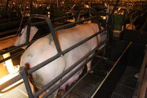 Sow standing in crate - Australian pig farming - Captured at Corowa Piggery & Abattoir, Redlands NSW Australia.