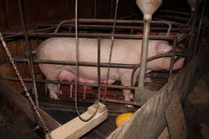 Farrowing crates at Springview Piggery NSW - Australian pig farming - Captured at Springview Piggery, Gooloogong NSW Australia.