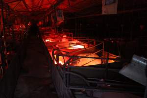 Farrowing crates at Springview Piggery NSW - Australian pig farming - Captured at Springview Piggery, Gooloogong NSW Australia.