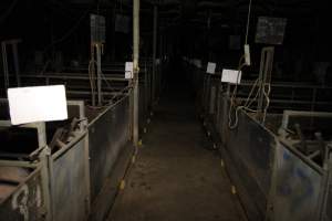 Looking down aisle of farrowing shed - Australian pig farming - Captured at Brentwood Piggery, Kaimkillenbun QLD Australia.