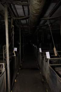 Looking down aisle of farrowing shed - Australian pig farming - Captured at Brentwood Piggery, Kaimkillenbun QLD Australia.