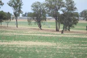 Outside shed in daylight - Australian pig farming - Captured at Corowa Piggery & Abattoir, Redlands NSW Australia.