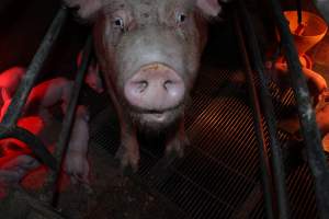 Farrowing crates at Springview Piggery NSW - Australian pig farming - Captured at Springview Piggery, Gooloogong NSW Australia.