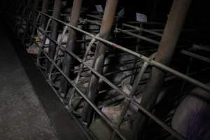 Sow stalls at Brentwood Piggery QLD - Australian pig farming - Captured at Brentwood Piggery, Kaimkillenbun QLD Australia.