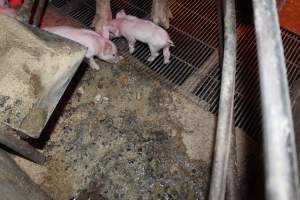 Concrete floor of farrowing crate - Australian pig farming - Captured at Springview Piggery, Gooloogong NSW Australia.