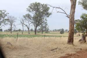 Outside shed in daylight - Australian pig farming - Captured at Corowa Piggery & Abattoir, Redlands NSW Australia.