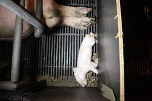 Dead piglet in crate - Australian pig farming - Captured at Corowa Piggery & Abattoir, Redlands NSW Australia.