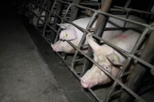 Sow stalls at Brentwood Piggery QLD - Australian pig farming - Captured at Brentwood Piggery, Kaimkillenbun QLD Australia.