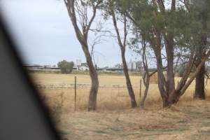 Outside sheds in daylight - Australian pig farming - Captured at Corowa Piggery & Abattoir, Redlands NSW Australia.