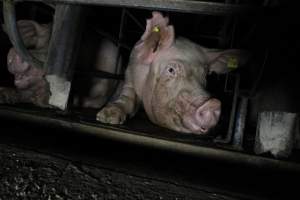 Low view of sow stalls - Australian pig farming - Captured at Brentwood Piggery, Kaimkillenbun QLD Australia.