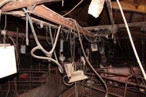 Farrowing crates at Springview Piggery NSW - Australian pig farming - Captured at Springview Piggery, Gooloogong NSW Australia.