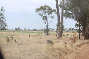 Outside sheds in daylight - Australian pig farming - Captured at Corowa Piggery & Abattoir, Redlands NSW Australia.