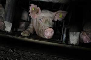 Low view of sow stalls - Australian pig farming - Captured at Brentwood Piggery, Kaimkillenbun QLD Australia.