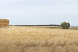 Outside sheds in daylight - Australian pig farming - Captured at Corowa Piggery & Abattoir, Redlands NSW Australia.