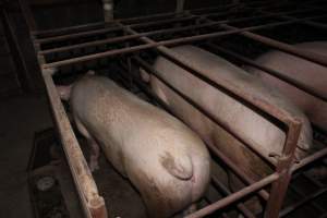 Sow stalls at Springview Piggery NSW - Australian pig farming - Captured at Springview Piggery, Gooloogong NSW Australia.