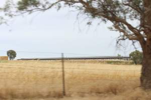 Outside sheds in daylight - Australian pig farming - Captured at Corowa Piggery & Abattoir, Redlands NSW Australia.