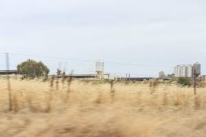 Outside sheds in daylight - Australian pig farming - Captured at Corowa Piggery & Abattoir, Redlands NSW Australia.