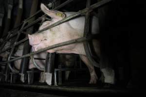 Low view of sow stalls - Australian pig farming - Captured at Brentwood Piggery, Kaimkillenbun QLD Australia.