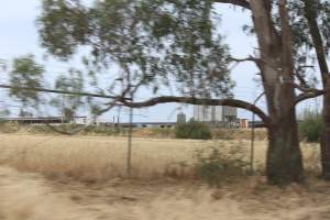 Outside sheds in daylight - Australian pig farming - Captured at Corowa Piggery & Abattoir, Redlands NSW Australia.