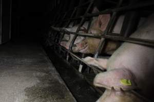 Sow stalls at Brentwood Piggery QLD - Australian pig farming - Captured at Brentwood Piggery, Kaimkillenbun QLD Australia.