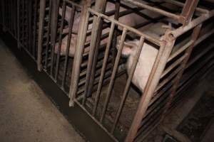 Sow stalls at Springview Piggery NSW - Australian pig farming - Captured at Springview Piggery, Gooloogong NSW Australia.