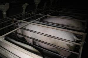 Sow stalls at Springview Piggery NSW - Australian pig farming - Captured at Springview Piggery, Gooloogong NSW Australia.