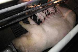 Farrowing crates at CEFN Breeder Piggery QLD - Australian pig farming - Captured at CEFN Breeding Unit #2, Leyburn QLD Australia.