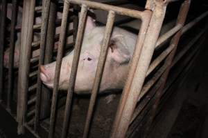 Sow stalls at Springview Piggery NSW - Australian pig farming - Captured at Springview Piggery, Gooloogong NSW Australia.