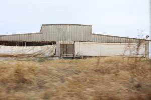 Outside sheds in daylight - Australian pig farming - Captured at Corowa Piggery & Abattoir, Redlands NSW Australia.