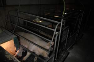 Farrowing crates at CEFN Breeder Piggery QLD - Australian pig farming - Captured at CEFN Breeding Unit #2, Leyburn QLD Australia.