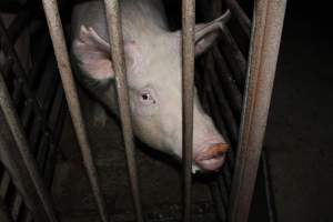 Sow stalls at Springview Piggery NSW - Australian pig farming - Captured at Springview Piggery, Gooloogong NSW Australia.