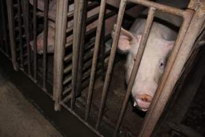 Sow stalls at Springview Piggery NSW - Australian pig farming - Captured at Springview Piggery, Gooloogong NSW Australia.