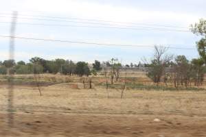 Outside sheds in daylight - Australian pig farming - Captured at Corowa Piggery & Abattoir, Redlands NSW Australia.