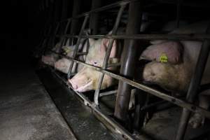 Sow stalls at Brentwood Piggery QLD - Australian pig farming - Captured at Brentwood Piggery, Kaimkillenbun QLD Australia.