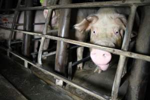 Sow stalls at Brentwood Piggery QLD - Australian pig farming - Captured at Brentwood Piggery, Kaimkillenbun QLD Australia.