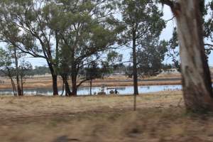 Outside sheds in daylight - Australian pig farming - Captured at Corowa Piggery & Abattoir, Redlands NSW Australia.