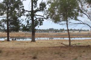 Outside sheds in daylight - Australian pig farming - Captured at Corowa Piggery & Abattoir, Redlands NSW Australia.