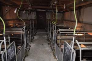 Looking down aisle of farrowing shed - Australian pig farming - Captured at CEFN Breeding Unit #2, Leyburn QLD Australia.