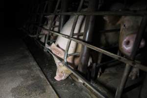 Sow stalls at Brentwood Piggery QLD - Australian pig farming - Captured at Brentwood Piggery, Kaimkillenbun QLD Australia.