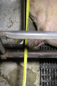 Measurement of farrowing crate - Australian pig farming - Captured at CEFN Breeding Unit #2, Leyburn QLD Australia.