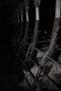 Sow stalls at Brentwood Piggery QLD - Australian pig farming - Captured at Brentwood Piggery, Kaimkillenbun QLD Australia.