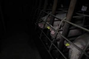 Sow stalls at Brentwood Piggery QLD - Australian pig farming - Captured at Brentwood Piggery, Kaimkillenbun QLD Australia.