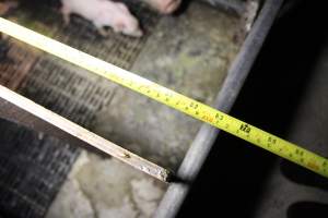 Measurement of farrowing crate - Australian pig farming - Captured at CEFN Breeding Unit #2, Leyburn QLD Australia.