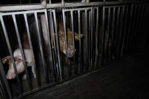 Boars in boar stalls - Australian pig farming - Captured at Brentwood Piggery, Kaimkillenbun QLD Australia.