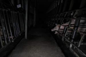 Sow biting bars of sow stall - Australian pig farming - Captured at Brentwood Piggery, Kaimkillenbun QLD Australia.