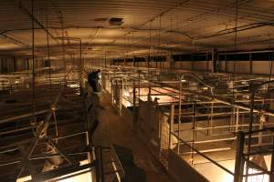 Activists filming - Australian pig farming - Captured at Corowa Piggery & Abattoir, Redlands NSW Australia.